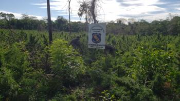 Destruyen 6 hectáreas de marihuana sin detención alguna
